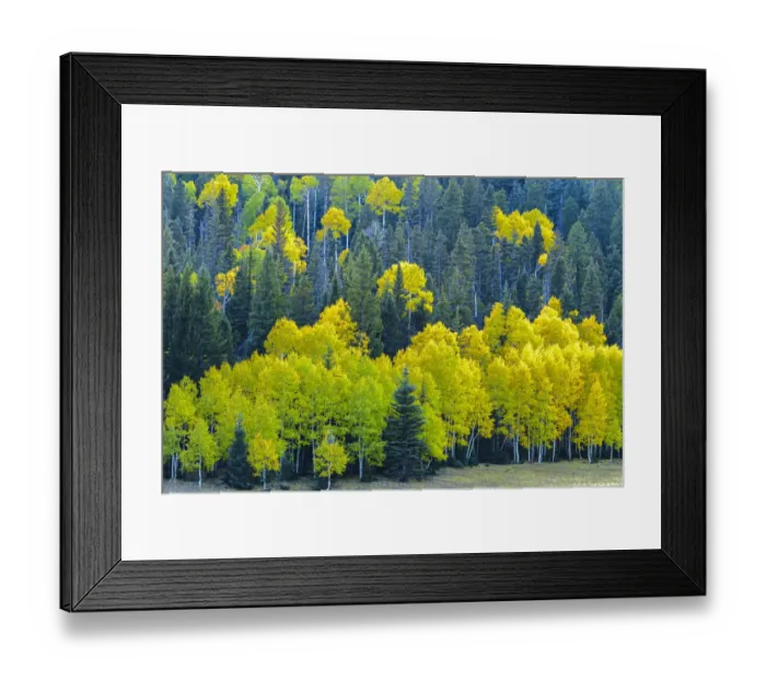 Framed Print : USA, Arizona, Grand Canyon National Park. Autumn aspens in Grand Canyon
