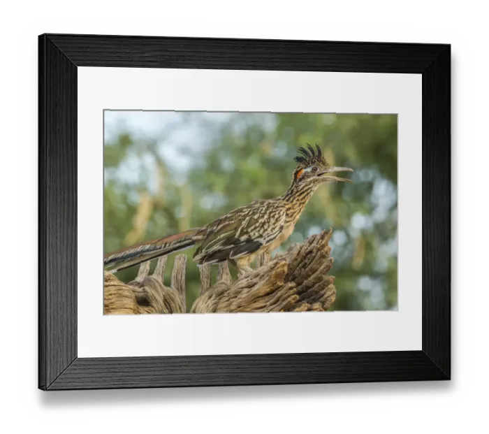 Framed Print : USA, Arizona, Santa Cruz County. Roadrunner on stump. Credit as Framed Print : USA, Arizona, Santa Cruz County. Roadrunner on stump. Credit as