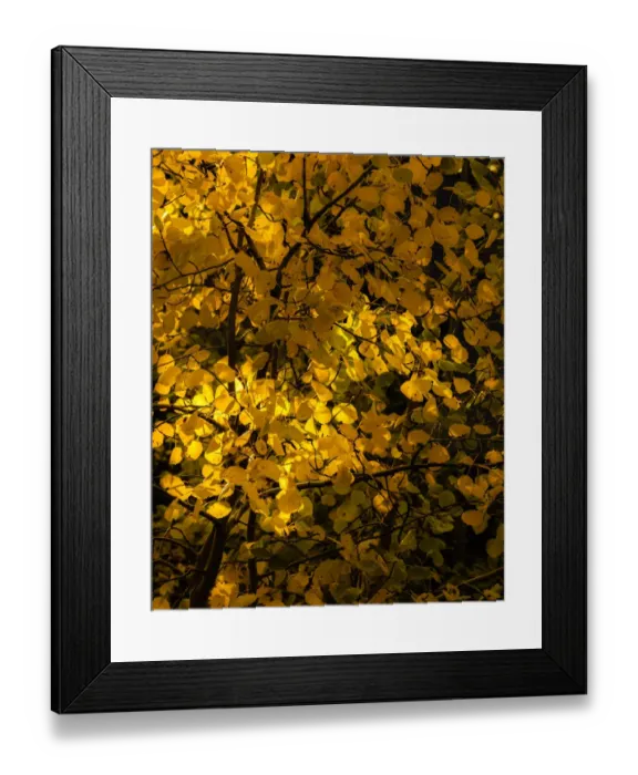 Framed Print : USA, Arizona, Flagstaff. Aspen tree leaves in at sunset Framed Print : USA, Arizona, Flagstaff. Aspen tree leaves in at sunset