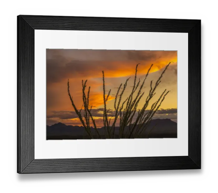 Framed Print : USA, Arizona, Santa Cruz County. Santa Rita Mountains and ocotillo cactus at sunset Framed Print : USA, Arizona, Santa Cruz County. Santa Rita Mountains and ocotillo cactus at sunset
