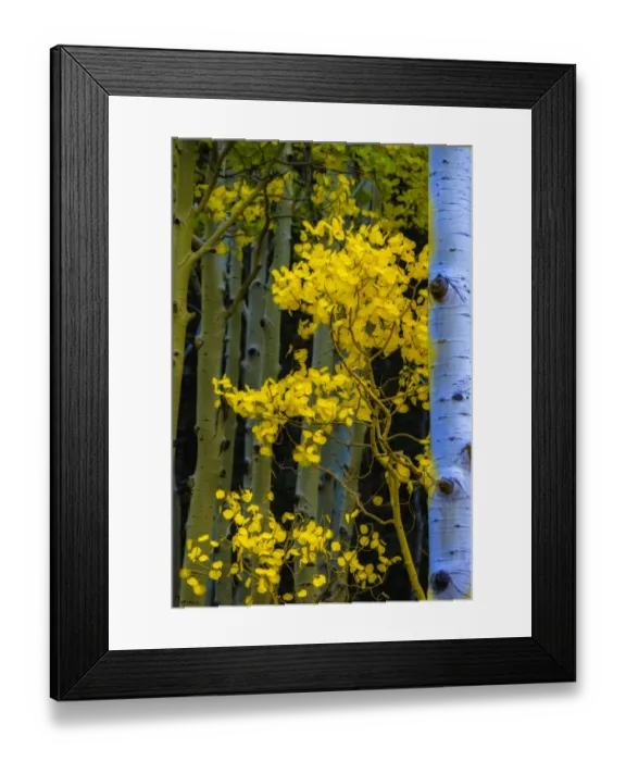 Framed Print : USA, Arizona, Grand Canyon National Park. Autumn aspens in Grand Canyon Framed Print : USA, Arizona, Grand Canyon National Park. Autumn aspens in Grand Canyon