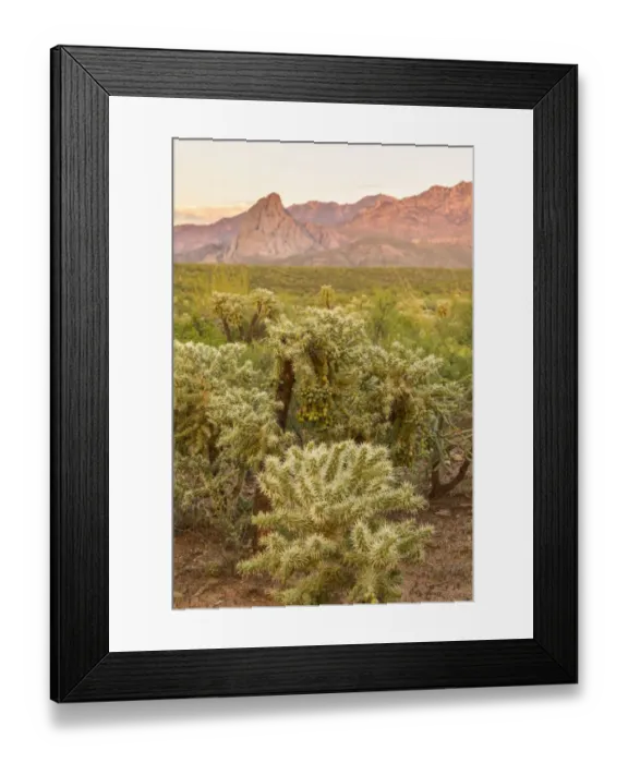 Framed Print : USA, Arizona, Santa Cruz County. Santa Rita Mountains and cholla cactus at sunset Framed Print : USA, Arizona, Santa Cruz County. Santa Rita Mountains and cholla cactus at sunset
