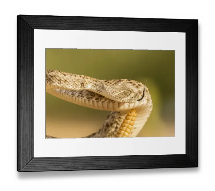 Framed Print : USA, Arizona, Santa Cruz County. Close-up of coiled western diamondback rattlesnake Framed Print : USA, Arizona, Santa Cruz County. Close-up of coiled western diamondback rattlesnake