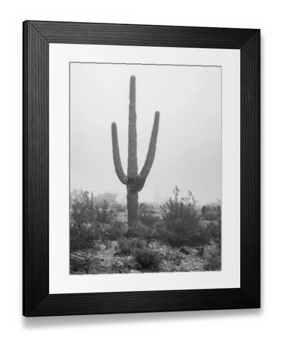 Framed Print : USA, Arizona, Buckeye. Black and white of saguaro cactus in fog