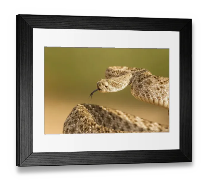 Framed Print : USA, Arizona, Santa Cruz County. Close-up of coiled western diamondback rattlesnake Framed Print : USA, Arizona, Santa Cruz County. Close-up of coiled western diamondback rattlesnake