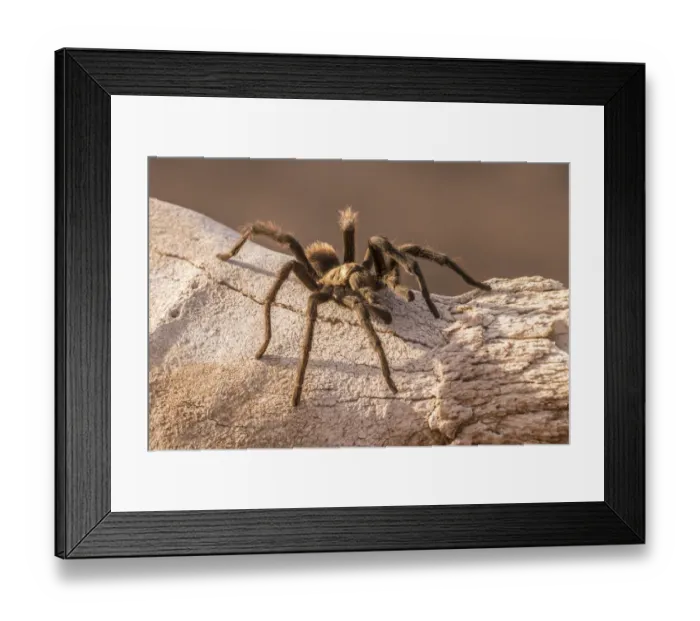 Framed Print : USA, Arizona, Santa Cruz County. Close-up of tarantula. Credit as Framed Print : USA, Arizona, Santa Cruz County. Close-up of tarantula. Credit as