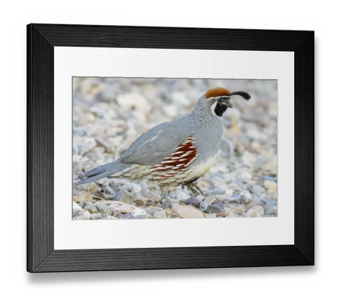 Framed Print : USA, Arizona, Lake Havasu City. Male Gambels quail close-up