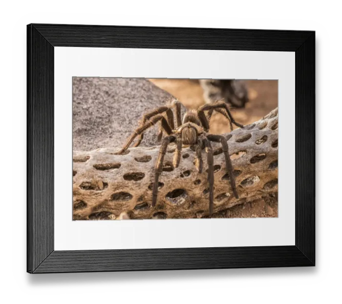 Framed Print : USA, Arizona, Santa Cruz County. Close-up of tarantula. Credit as Framed Print : USA, Arizona, Santa Cruz County. Close-up of tarantula. Credit as