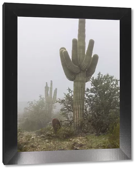 USA, Arizona, Buckeye. Saguaro cactus in fog. Credit as