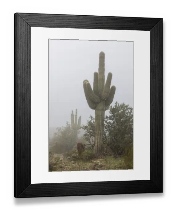 Framed Print : USA, Arizona, Buckeye. Saguaro cactus in fog. Credit as Framed Print : USA, Arizona, Buckeye. Saguaro cactus in fog. Credit as