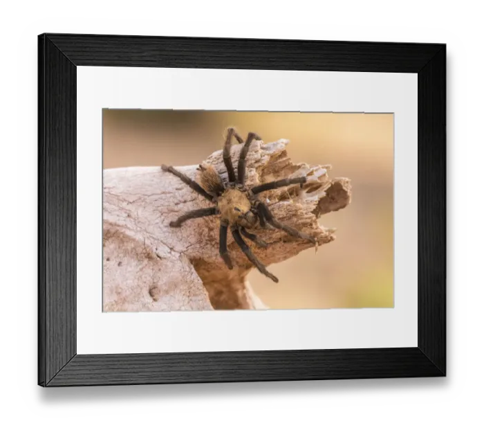 Framed Print : USA, Arizona, Santa Cruz County. Close-up of tarantula. Credit as