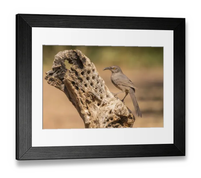 Framed Print : USA, Arizona, Santa Cruz County. Curve-billed thrasher feeding Framed Print : USA, Arizona, Santa Cruz County. Curve-billed thrasher feeding