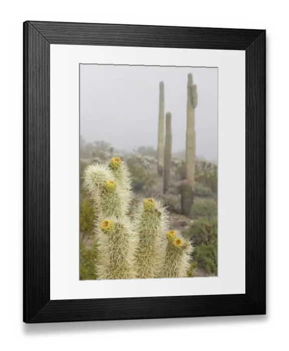 Framed Print : USA, Arizona, Buckeye. Saguaro and cholla cacti in fog. Credit as