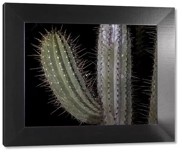 USA, Arizona, Phoenix. Illuminated saguaro cactus at night