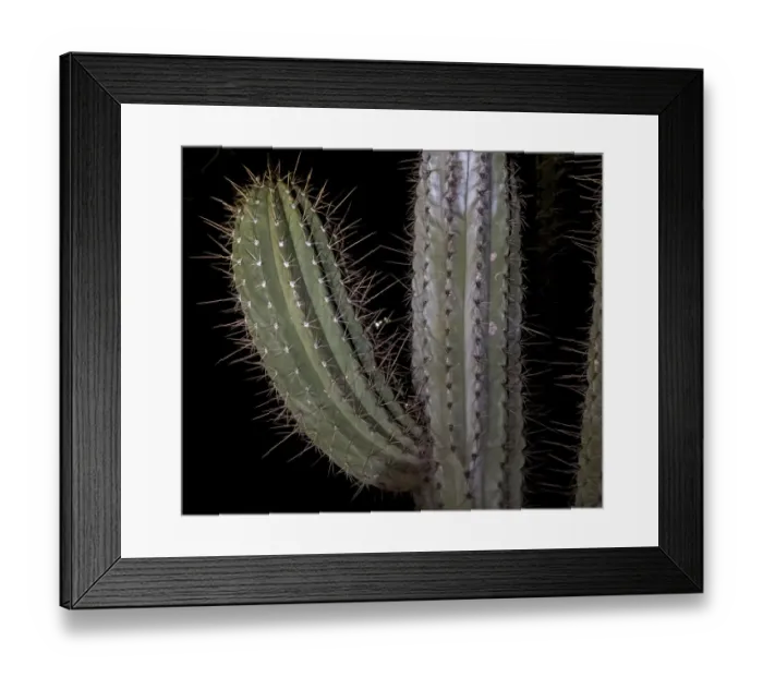Framed Print : USA, Arizona, Phoenix. Illuminated saguaro cactus at night Framed Print : USA, Arizona, Phoenix. Illuminated saguaro cactus at night