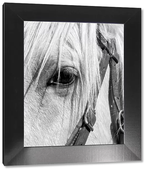 USA, Arizona, Scottsdale. B&W close-up of horses eye and bridle