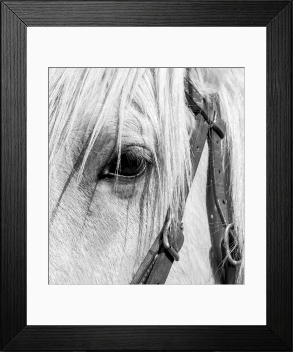 Framed Print : USA, Arizona, Scottsdale. B&W close-up of horses eye and bridle