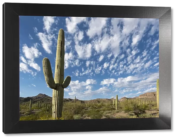 Arizona. Clouds spread across a blue sky above saguaro cactus in Organ Pipe National