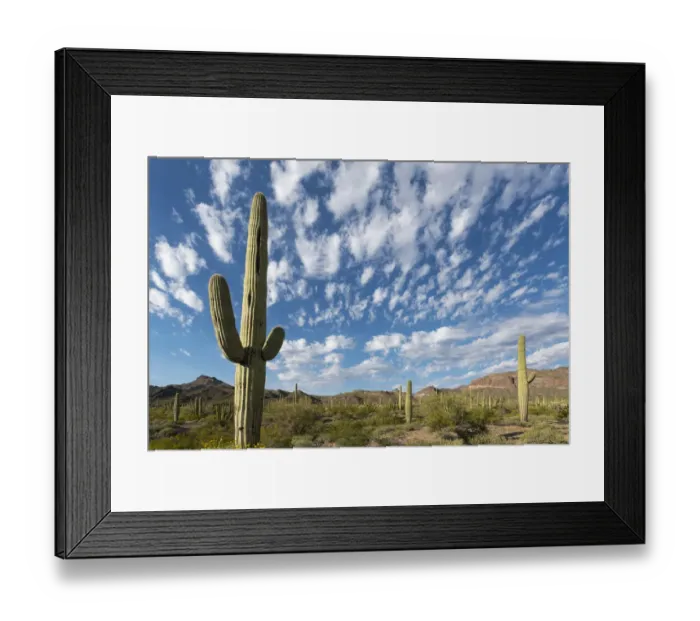 Framed Print : Arizona. Clouds spread across a blue sky above saguaro cactus in Organ Pipe National Framed Print : Arizona. Clouds spread across a blue sky above saguaro cactus in Organ Pipe National