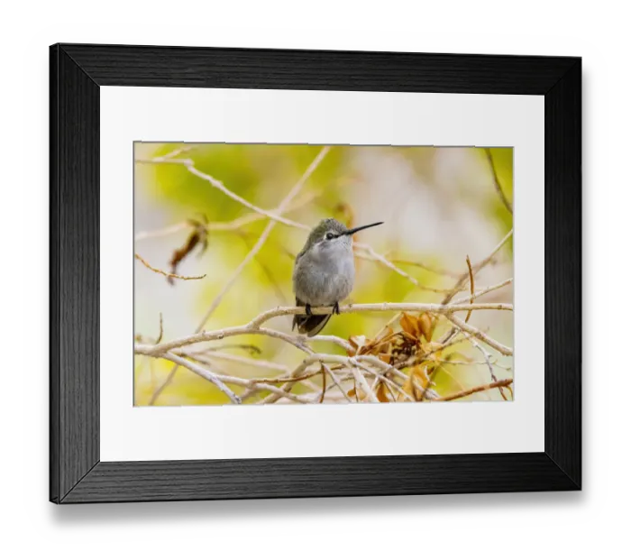 Framed Print : USA, Arizona, Lake Havasu City. Female Annas hummingbird on limb Framed Print : USA, Arizona, Lake Havasu City. Female Annas hummingbird on limb