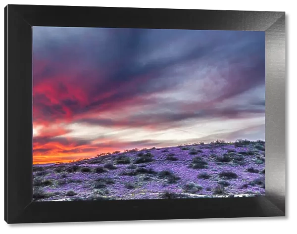 USA, Arizona, Globe, Round Mountain Park, Sunset on desert super bloom
