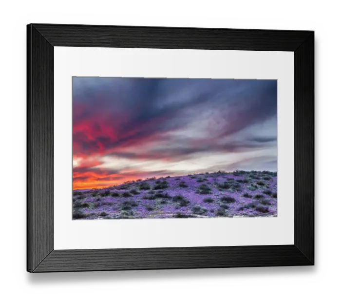 Framed Print : USA, Arizona, Globe, Round Mountain Park, Sunset on desert super bloom