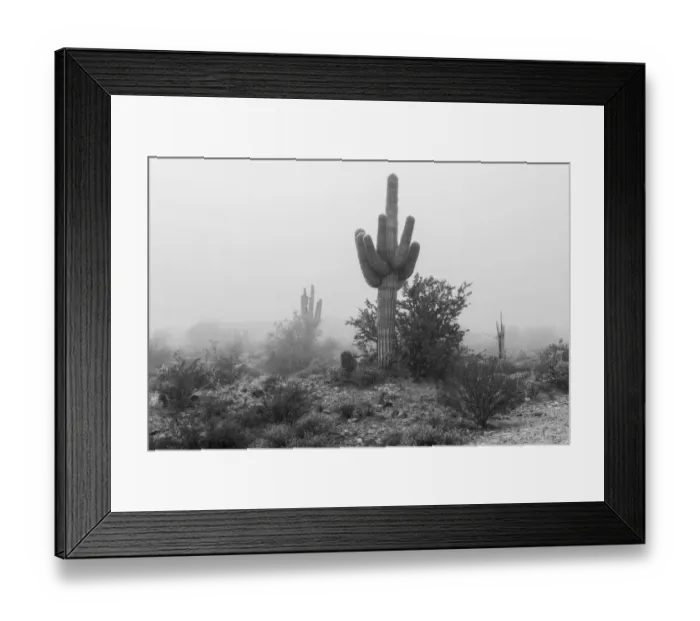 Framed Print : USA, Arizona, Buckeye. Black and white of saguaro cactus in fog