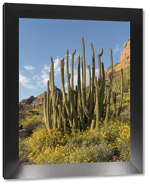 Arizona. A landscape of Organ pipe cactus and blooming Brittlebush in Organ Pipe National
