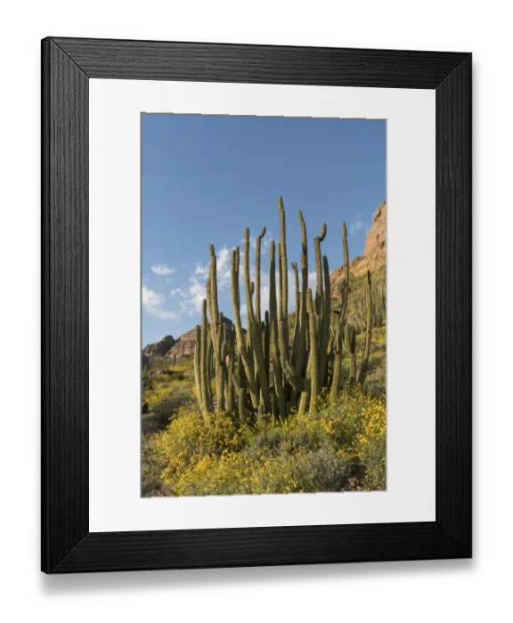 Framed Print : Arizona. A landscape of Organ pipe cactus and blooming Brittlebush in Organ Pipe National Framed Print : Arizona. A landscape of Organ pipe cactus and blooming Brittlebush in Organ Pipe National