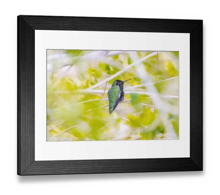 Framed Print : USA, Arizona, Lake Havasu City. Male Annas hummingbird on limb Framed Print : USA, Arizona, Lake Havasu City. Male Annas hummingbird on limb