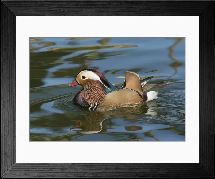 Framed Print : Arizona. A male Mandarin Duck and reflection