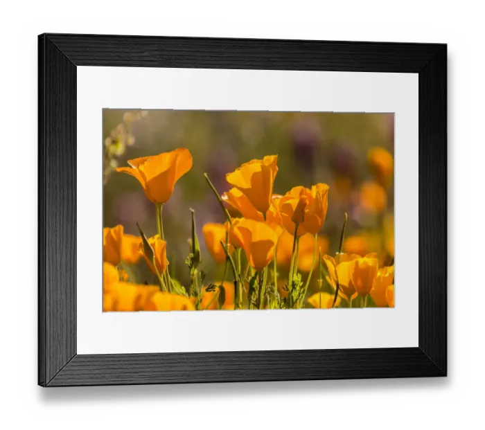 Framed Print : USA, Arizona, Peridot Mesa. California poppies in bloom