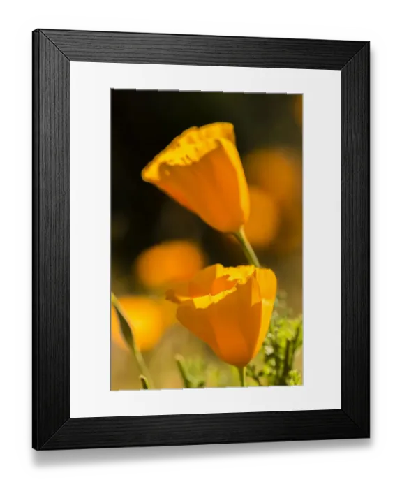 Framed Print : USA, Arizona, Peridot Mesa. California poppies in bloom Framed Print : USA, Arizona, Peridot Mesa. California poppies in bloom