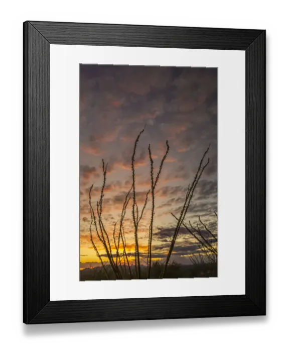 Framed Print : USA, Arizona, Santa Cruz County. Silhouette of ocotillo cactus at sunset Framed Print : USA, Arizona, Santa Cruz County. Silhouette of ocotillo cactus at sunset