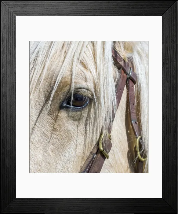 Framed Print : USA, Arizona, Scottsdale. Close-up of horses eye and bridle