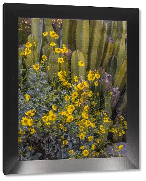 Brittlebush wildflower and Organ Pipe Cactus, Desert Botanical Gardens, Phoenix, Arizona