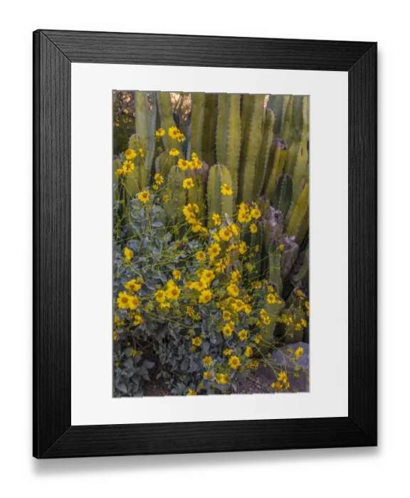 Framed Print : Brittlebush wildflower and Organ Pipe Cactus, Desert Botanical Gardens, Phoenix, Arizona
