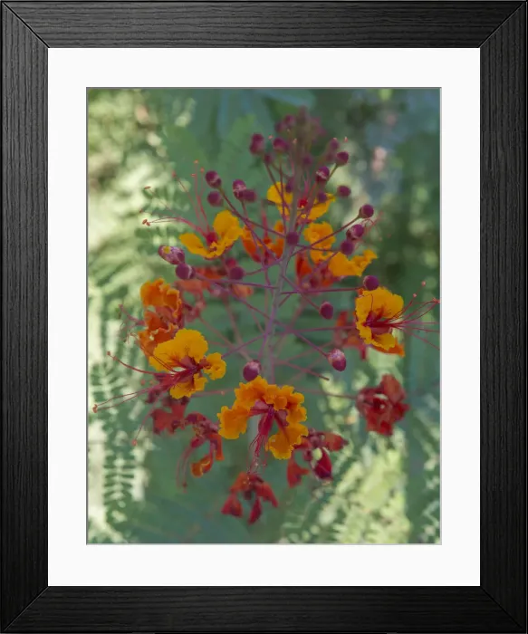 Framed Print : Orange and red circular flower, Red Bird of Paradise, Desert Botanical Gardens, Phoenix Framed Print : Orange and red circular flower, Red Bird of Paradise, Desert Botanical Gardens, Phoenix