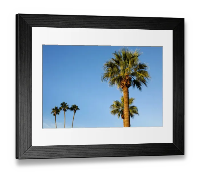 Framed Print : Palm trees, Carefree, Arizona Framed Print : Palm trees, Carefree, Arizona