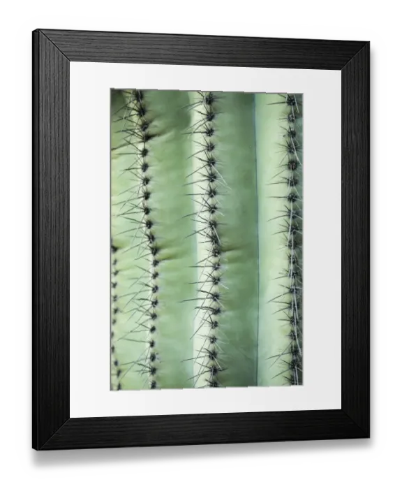 Framed Print : Desert cactus, Carefree, Arizona Framed Print : Desert cactus, Carefree, Arizona