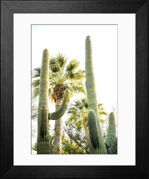 Framed Print : Desert cactus, Carefree, Arizona