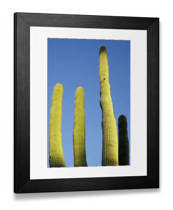 Framed Print : Desert cactus, Carefree, Arizona Framed Print : Desert cactus, Carefree, Arizona