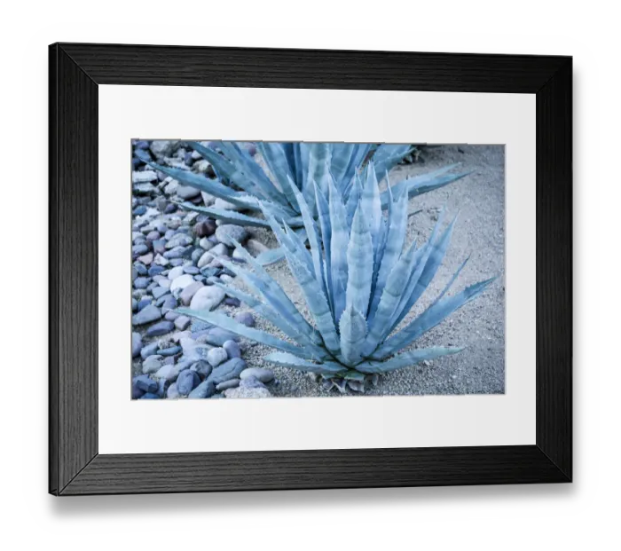 Framed Print : Desert cactus, Carefree, Arizona