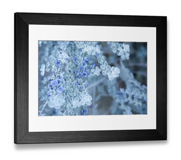 Framed Print : Desert cactus, Carefree, Arizona Framed Print : Desert cactus, Carefree, Arizona