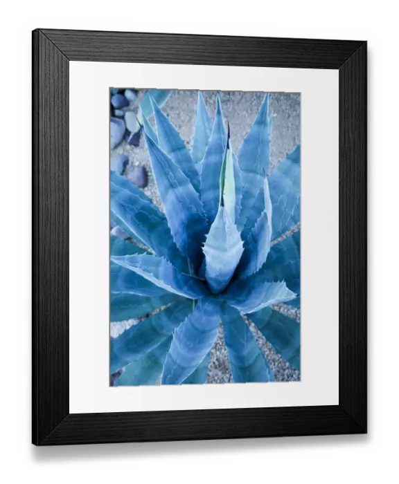 Framed Print : Desert cactus, Carefree, Arizona Framed Print : Desert cactus, Carefree, Arizona