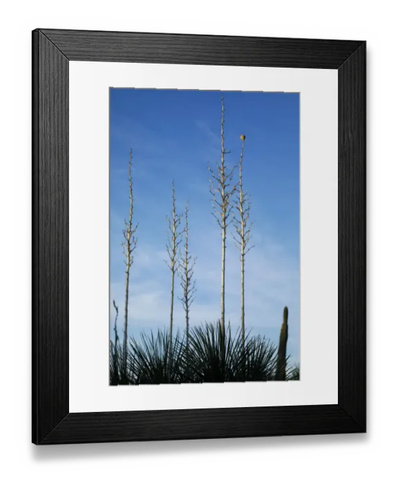 Framed Print : Desert cactus, Carefree, Arizona Framed Print : Desert cactus, Carefree, Arizona