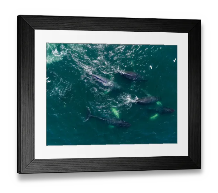 Framed Print : USA, Alaska, Aerial view of Humpback Whales (Megaptera novaeangliae Framed Print : USA, Alaska, Aerial view of Humpback Whales (Megaptera novaeangliae