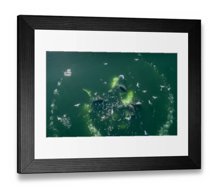Framed Print : USA, Alaska, Aerial view of Humpback Whales (Megaptera novaeangliae