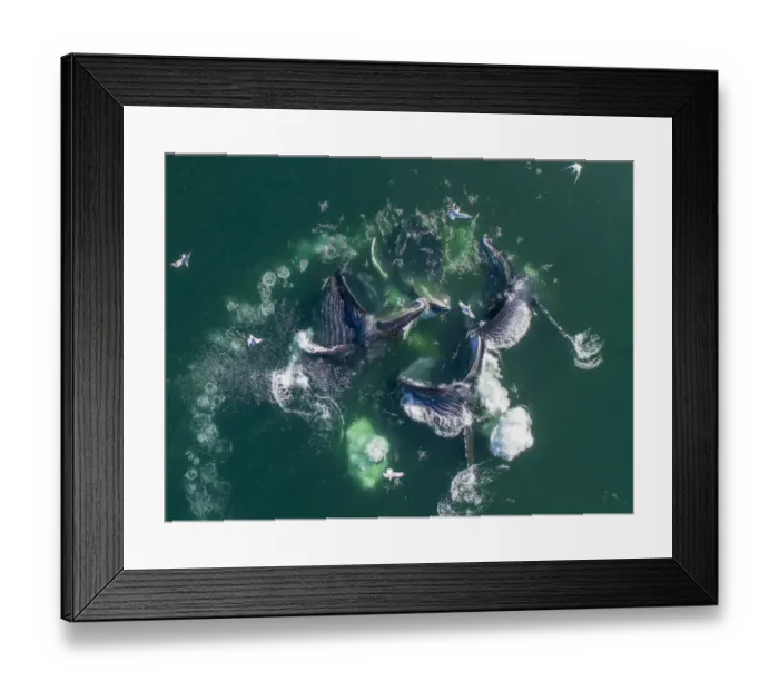 Framed Print : USA, Alaska, Aerial view of Humpback Whales (Megaptera novaeangliae Framed Print : USA, Alaska, Aerial view of Humpback Whales (Megaptera novaeangliae