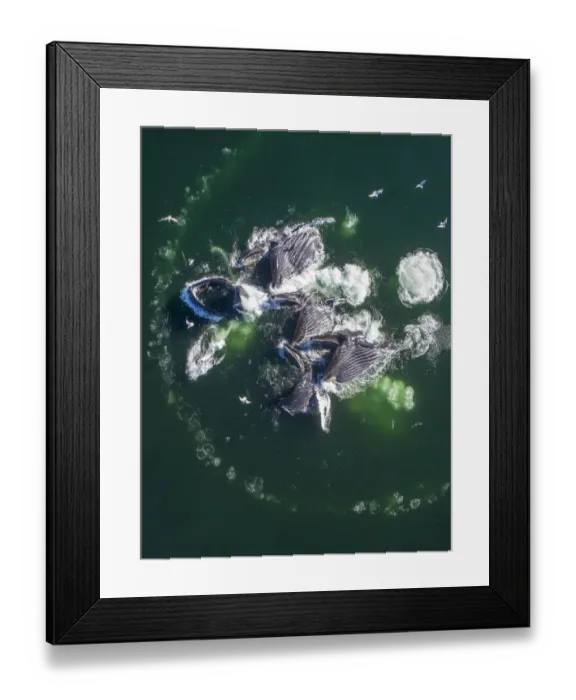 Framed Print : USA, Alaska, Aerial view of Humpback Whales (Megaptera novaeangliae Framed Print : USA, Alaska, Aerial view of Humpback Whales (Megaptera novaeangliae